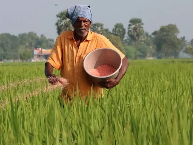 Chemical-Fertilizers-–-Examples-Advantages-Disadvantages